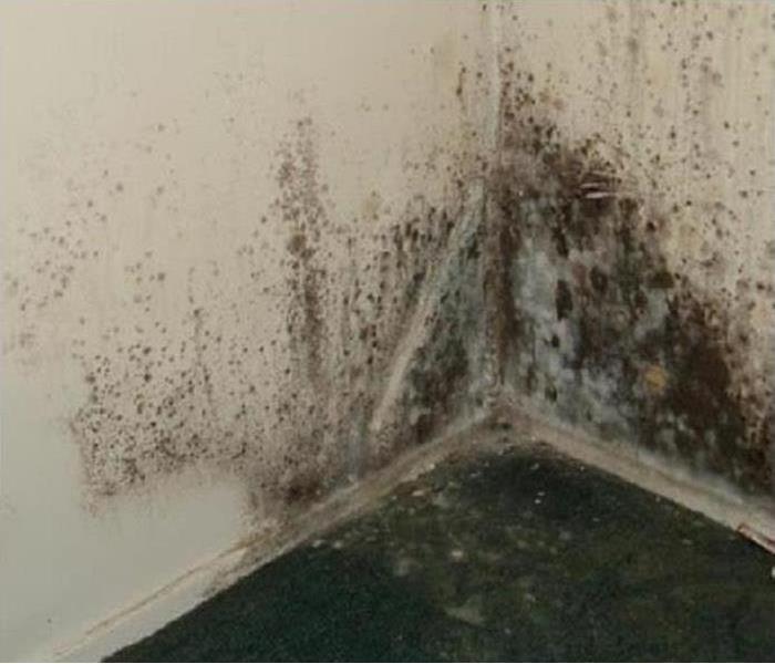 Dark mold is shown in a corner 