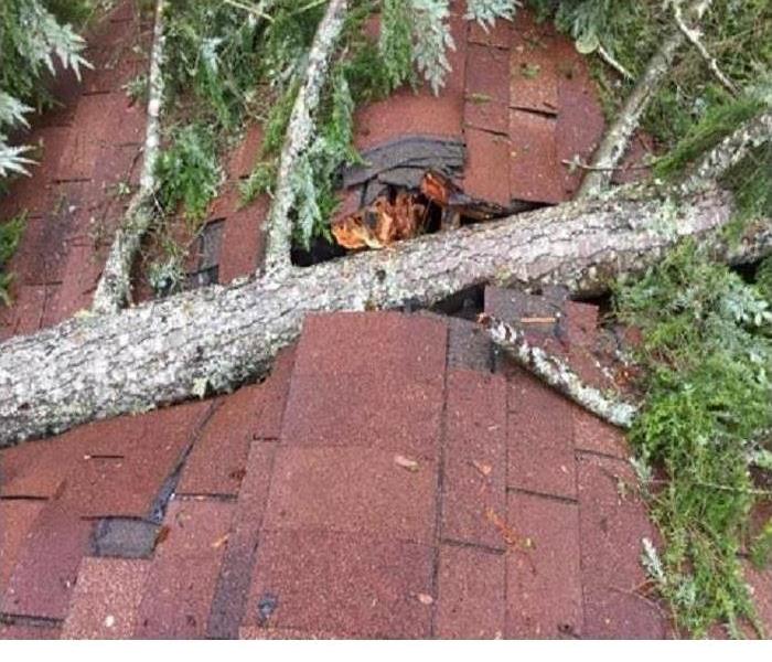 A fallen tree is shown on a roof 